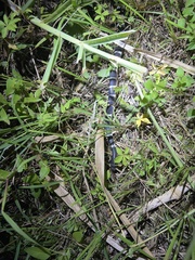 Bungarus multicinctus