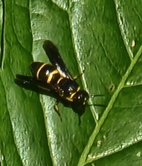 Euodynerus foraminatus