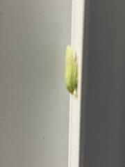 Gyponana octolineata