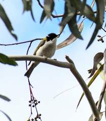 Melithreptus lunatus