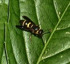 Euodynerus foraminatus