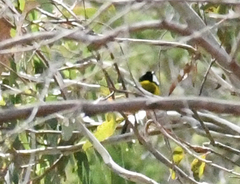 Pachycephala fuliginosa