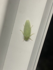 Gyponana octolineata