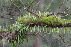 Pyrrosia confluens