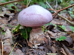 Cortinarius traganus