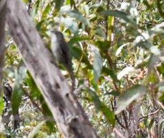 Cormobates leucophaea