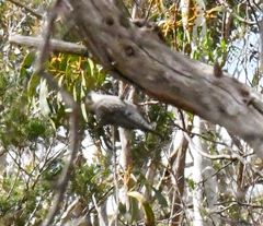 Cormobates leucophaea