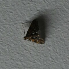Nymphicula
