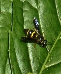 Euodynerus foraminatus