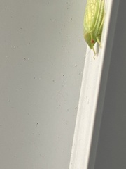 Gyponana octolineata