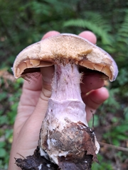 Cortinarius traganus