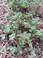 Oxalis debilis
