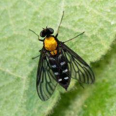 Chrysopilus thoracicus