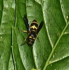 Euodynerus foraminatus