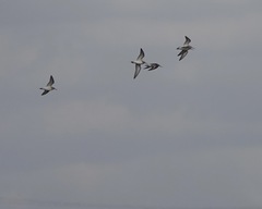 Calidris ferruginea