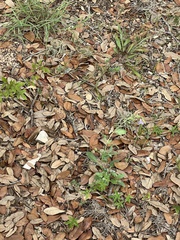 Ruellia nudiflora