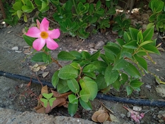 Mandevilla sanderi