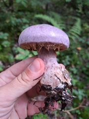Cortinarius traganus