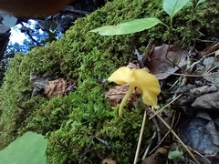 Entoloma murrayi