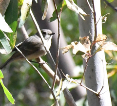 Pachycephala fuliginosa