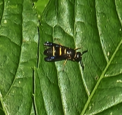 Euodynerus foraminatus