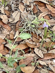 Ruellia nudiflora