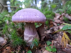 Cortinarius traganus
