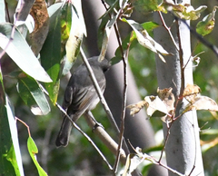 Pachycephala fuliginosa