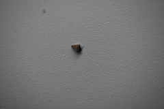 Nymphicula