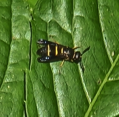 Euodynerus foraminatus