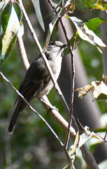 Pachycephala fuliginosa