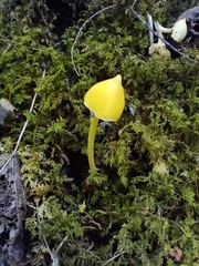 Entoloma murrayi