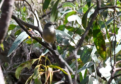 Pachycephala fuliginosa