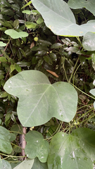 Passiflora lutea
