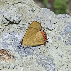 Heliophorus brahma