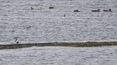 Calidris ferruginea