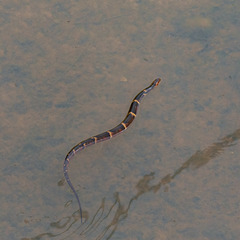Nerodia fasciata confluens