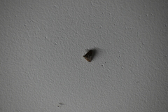 Nymphicula