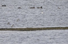 Calidris ferruginea