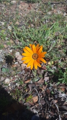 Dimorphotheca sinuata