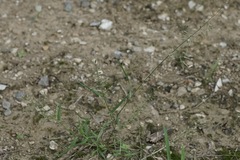 Eragrostis minor