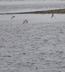 Calidris ferruginea