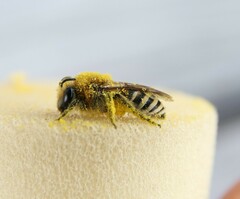 Colletes halophilus