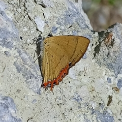 Heliophorus brahma