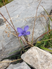 Gentianopsis ciliata