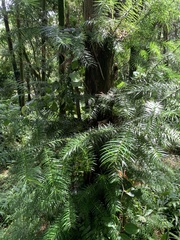Cunninghamia