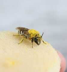 Colletes halophilus
