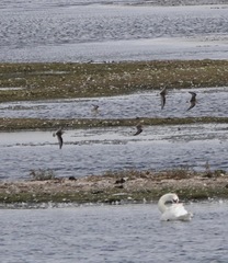 Calidris ferruginea
