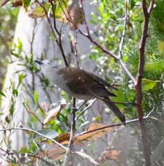 Colluricincla harmonica