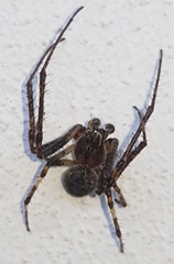 Araneidae